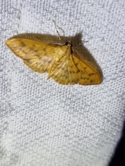 Patania balteata