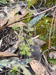 Drosera stolonifera