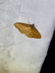 Patania balteata