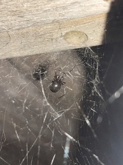 Latrodectus hesperus