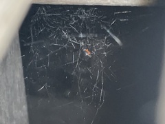 Latrodectus hesperus