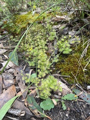 Drosera stolonifera