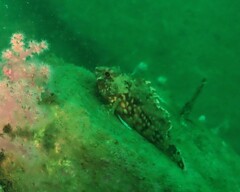 Sebastiscus marmoratus