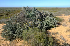 Leucospermum rodolentum