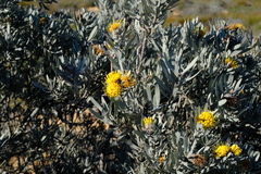 Leucospermum rodolentum