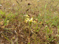 Disperis villosa