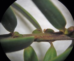 Madarococcus totarae