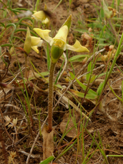 Disperis villosa
