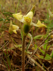 Disperis villosa