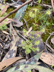 Drosera stolonifera
