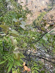 Sambucus cerulea