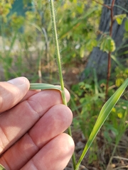 Sporobolus rigidus magnus