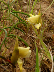 Disperis villosa