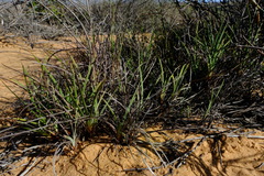 Aristea dichotoma