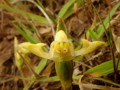 Disperis villosa