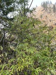 Sambucus cerulea