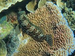 Epinephelus merra