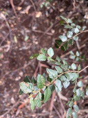 Nothofagus cunninghamii