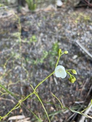 Drosera pallida