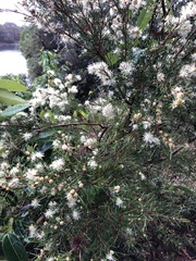 Melaleuca nodosa