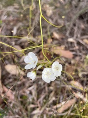 Drosera pallida