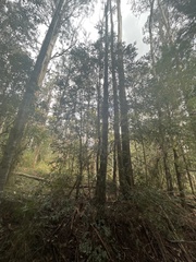 Nothofagus cunninghamii