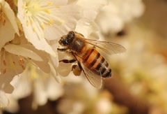 Apis mellifera scutellata