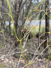 Drosera pallida