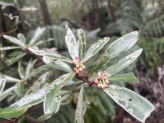 Tasmannia lanceolata