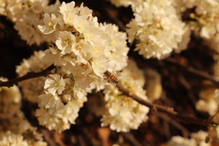 Apis mellifera scutellata