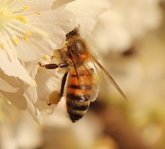 Apis mellifera scutellata