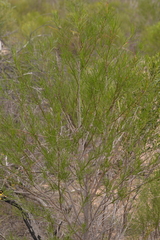 Alyogyne hakeifolia