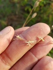 Sporobolus rigidus magnus