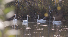 Cygnus columbianus bewickii