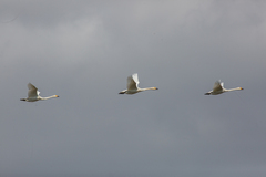 Cygnus columbianus bewickii