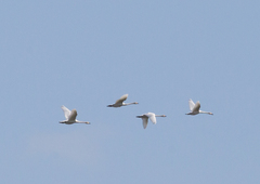 Cygnus columbianus bewickii