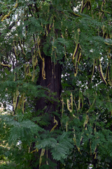 Gleditsia