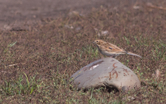 Emberiza pallasi