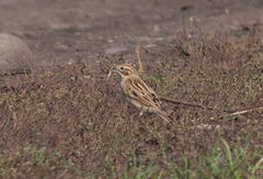 Emberiza pallasi