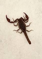 Pseudouroctonus reddelli