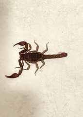 Pseudouroctonus reddelli