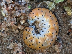 Saucrobotys futilalis