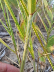 Sporobolus rigidus magnus