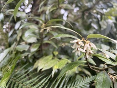 Atherosperma moschatum