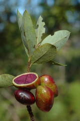 Cryptocarya aristata