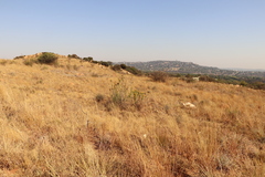 Phymaspermum athanasioides