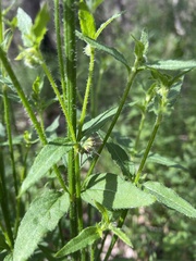 Opercularia hispidula