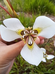 Moraea tricuspidata