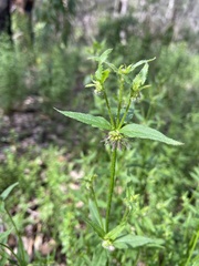 Opercularia hispidula