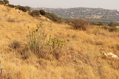 Phymaspermum athanasioides